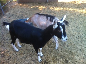 Merra Farms