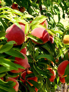 AIRAYA U-Pick Farm
