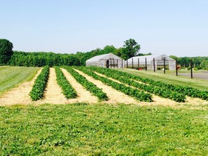 Windy Acres Farm