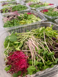 Plant Prana Wellness | Microgreens