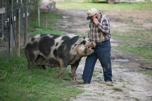 Happy Hogs, LLC