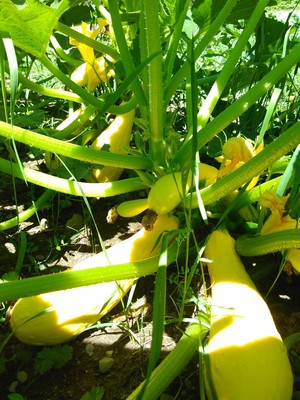 Bountiful Harvest Organics