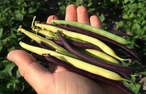Fresh 2 U Organics