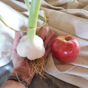 Garlic Gods