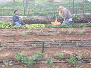 The Grateful Farm