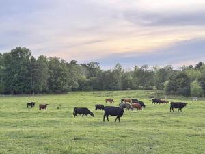 Odom Farm