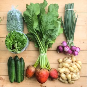 Chain Reaction Urban Farm