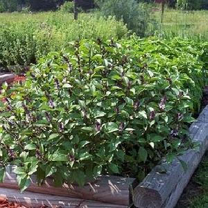 Sage Hill Farms
