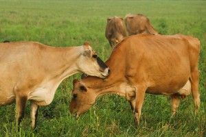 The Family Cow