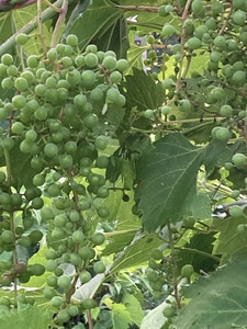 R&J Blueberries & Grapes  pick your own