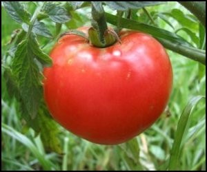 Heirloom Veggies