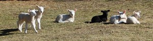 Little Spring Farm