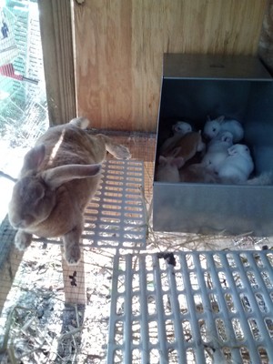 Natural Rabbits