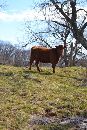 Red Hill Farm