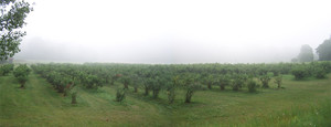Kemperman Blueberries