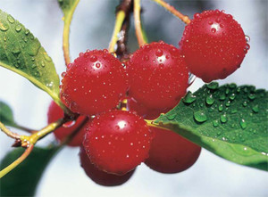 Omena Organics