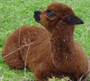 Island Bliss Alpacas