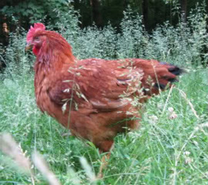 For Goodness Sake Farm