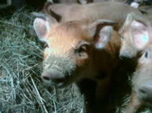 Hilltop Bottom Farm