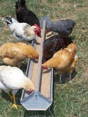 Dorrell Farm