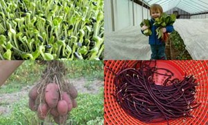 Calliope Farm
