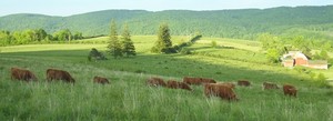 Locustbrae Farm
