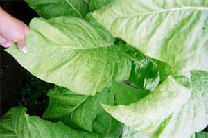 Organic Tobacco Grower