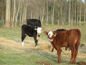 Lee Farms - Certified Naturally Grown