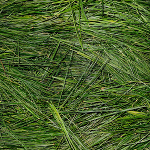 Pine Needle Tea Shop