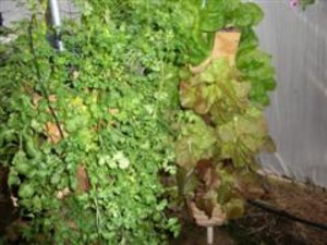 Zimmermans Nursery