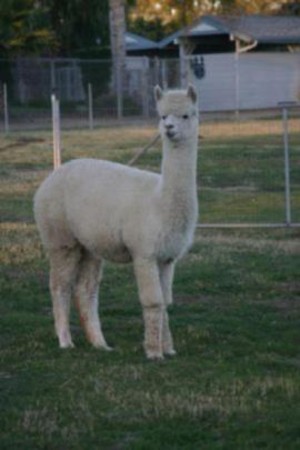 Knox Alpaca Farm