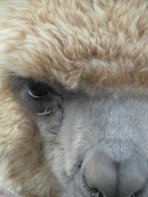 Painted Spring Farm Alpacas