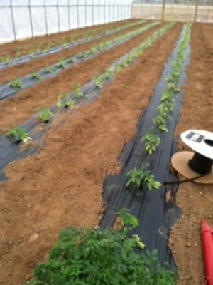 K & J Farm Market