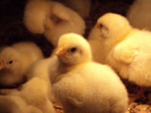 Pigeon Valley Farms