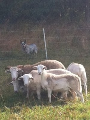 Wildwood Farm LLC
