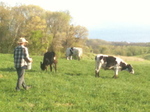 Crazy Rooster Farm