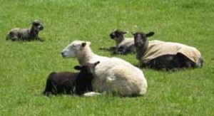 Deer Run Sheep Farm
