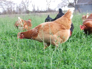 Fresh Country Eggs of Waco, Texas