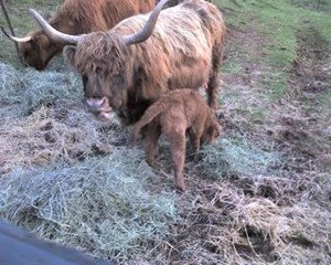 Highland Beef