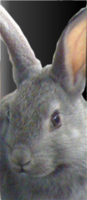 Scio Valley American Chinchilla's
