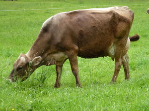 Springs of Hope Creamery