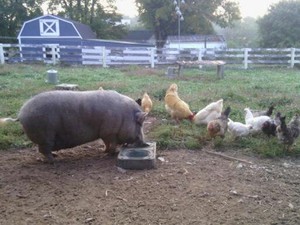 Sass Hill Farm