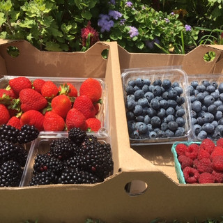 Agriberry Annapolis CSA