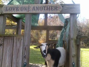 Kingdom Kids Family Farm
