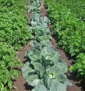 West Family Farms