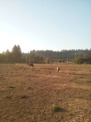 TMC Farm