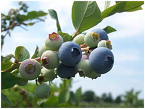 FarmAthome Produce