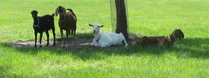 Circle Bar C Goat Dairy