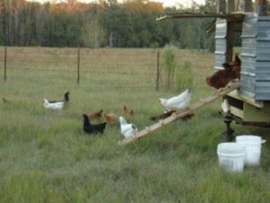 Yarbrough Homestead