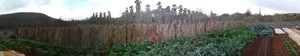 Barking Deer Farm